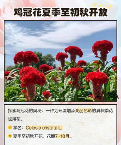 鸡冠花上面开花怎么回事 鸡冠花上面开花怎么回事