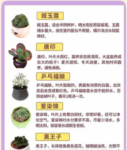 养花技巧多肉 养花技巧多肉