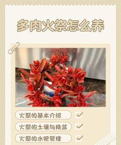 养多肉怎么让它叶子变红 养多肉怎么让它叶子变红