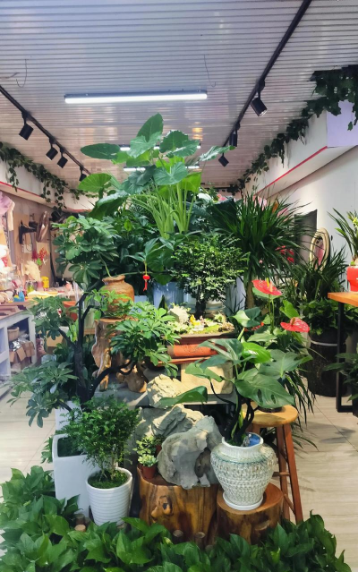 花店养花秘密揭秘 花店养花秘密揭秘