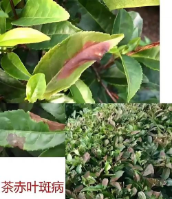 茶花赤叶斑病的防治方法 茶花赤叶斑病的防治方法