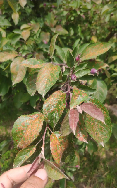 水蜡锈病症状及防治方法 水蜡锈病症状及防治方法