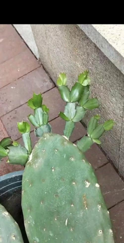 仙人掌叶子烂了怎么办 仙人掌叶子烂了怎么办