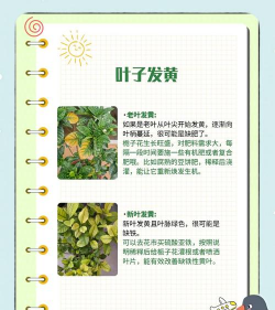 栀子花不长高怎么回事 栀子花不长高怎么回事