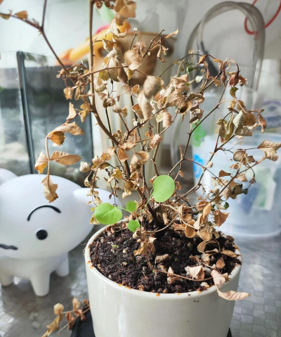 养花死了的心理 养花死了的心理