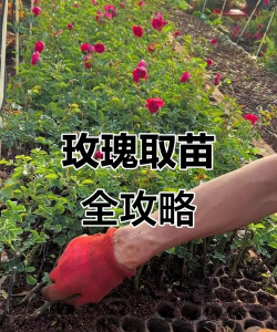食用玫瑰“墨红”高产栽培技术 食用玫瑰“墨红”高产栽培技术