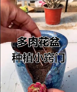 缺口花盆怎么养花 缺口花盆怎么养花