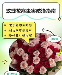 玫瑰病害防治方法 玫瑰病害防治方法