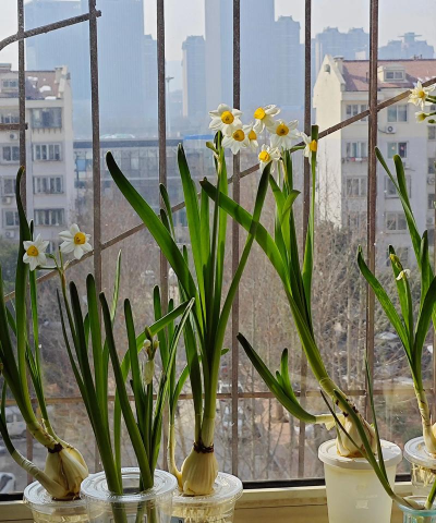 水哥爱养花 水哥爱养花