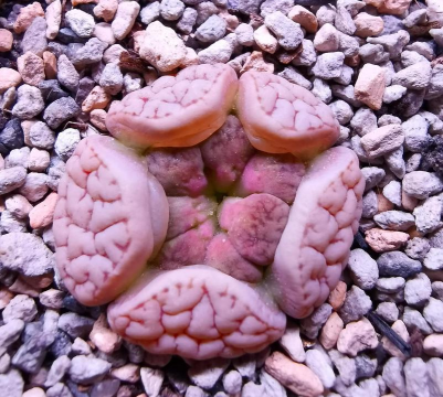 生石花要脱皮是怎么了 生石花要脱皮是怎么了