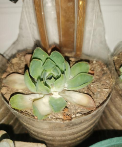 整齐花盆养花好吗 整齐花盆养花好吗