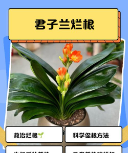 君子兰烂根系了怎么办 君子兰烂根系了怎么办