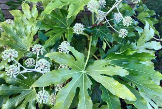 八角金耷拉了怎么能好 八角金耷拉了怎么能好