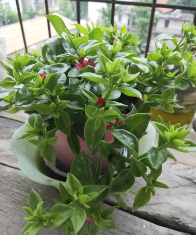 珍珍养花分享 珍珍养花分享