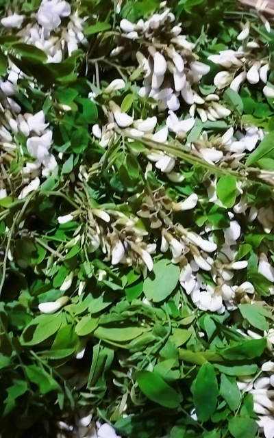 养花割血救人 养花割血救人