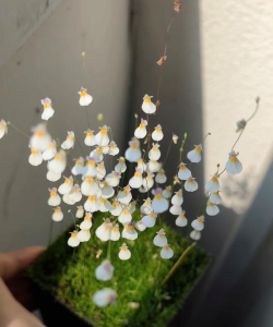 海藻精养花效果 海藻精养花效果