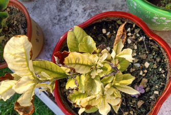 养花土壤发黄发白 养花土壤发黄发白