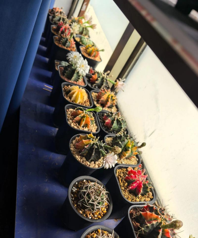 男生的养花时刻 男生的养花时刻