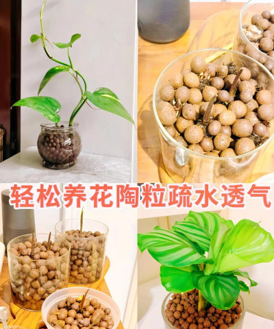 只用陶粒加水养花 只用陶粒加水养花