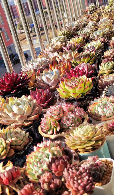 爱养花多多肉 爱养花多多肉