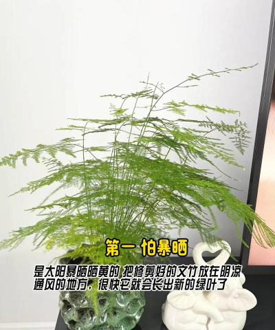 叶发黄怎么养花 叶发黄怎么养花