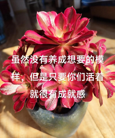 养花如养心志 养花如养心志