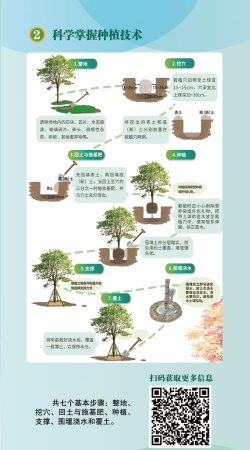 衰老绿篱如何修复更新 衰老绿篱如何修复更新