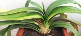 白玉兰炭疽病的防治方法 白玉兰炭疽病的防治方法