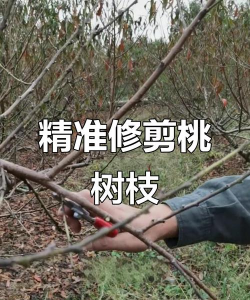 桃树修剪技术 桃树修剪技术