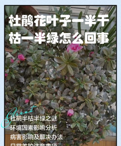 西面养花的害处 西面养花的害处