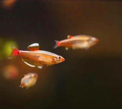 水养花鱼唐 水养花鱼唐