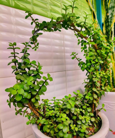 养花人早晨发病 养花人早晨发病