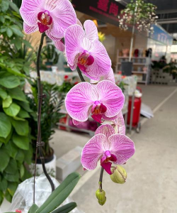 梦影爱养花 梦影爱养花