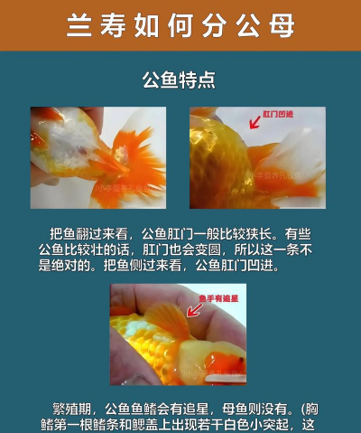 怎么繁殖寿 怎么繁殖寿