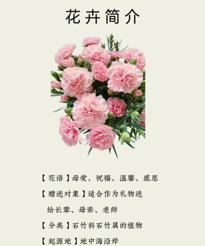 妈妈教会我养花 妈妈教会我养花