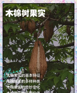 木棉会产生什么后果 木棉会产生什么后果