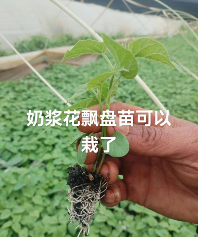植物奶能养花 植物奶能养花