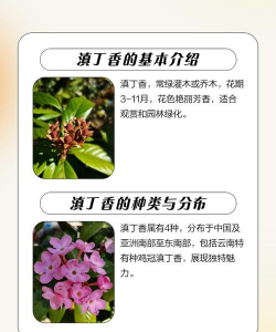 滇丁香的繁殖和栽培管理 滇丁香的繁殖和栽培管理