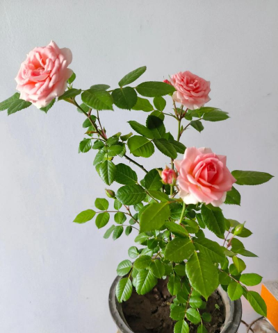 爱花赏花养花 爱花赏花养花