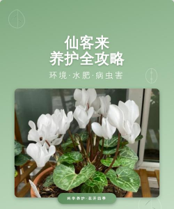 仙客来的虫害及防治 仙客来的虫害及防治