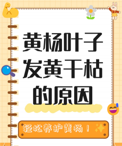 毛白杨黄叶落叶症的区别与防治 毛白杨黄叶落叶症的区别与防治