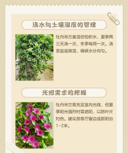 高空养花的缺点 高空养花的缺点