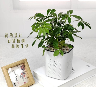 小小水养花盆 小小水养花盆