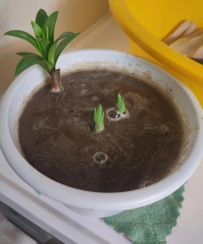 破锅怎么养花 破锅怎么养花