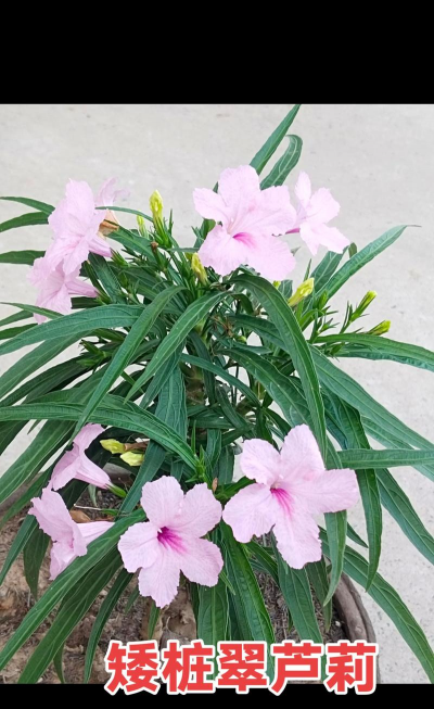 西北花友养花 西北花友养花