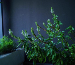 菜叶子可以养花 菜叶子可以养花