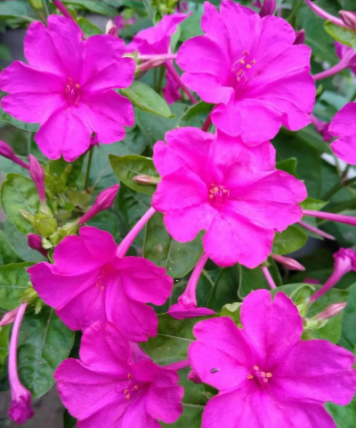 阿豆养花记事 阿豆养花记事