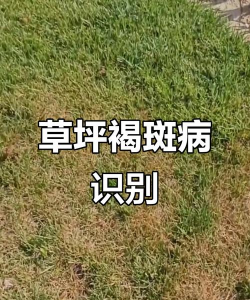 草坪褐斑病的防治 草坪褐斑病的防治