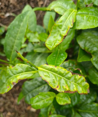 翠菊褐斑病 翠菊褐斑病