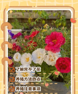 养花死了发说说 养花死了发说说